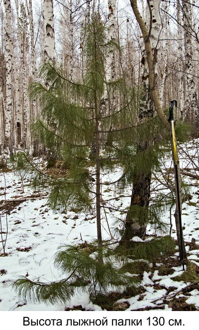 Кедр