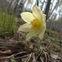 Подснежник