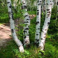 Березы